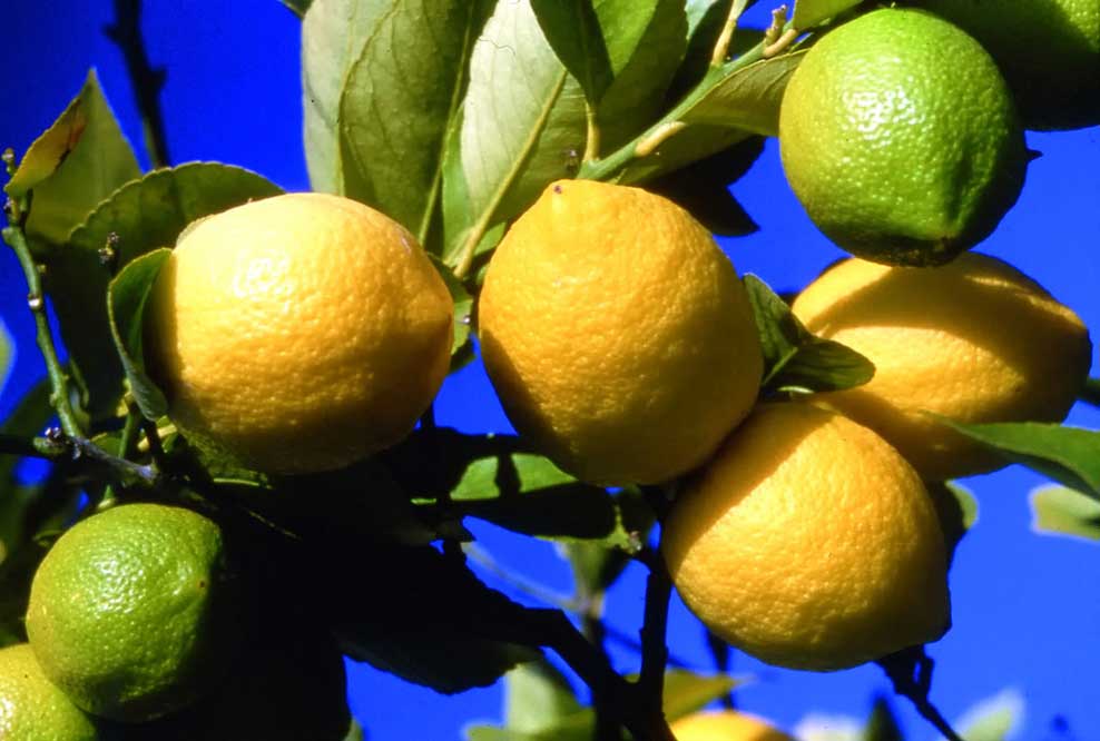 citron-