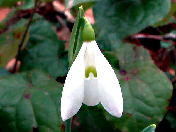 Galanthus nivalis 2