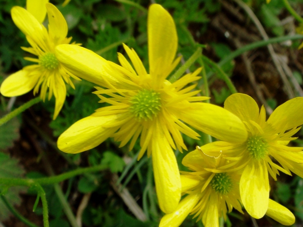 Ranunculus rumelicus 4