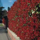 Photinia_Rubens.jpg