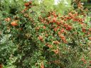 Pyracantha_plant.jpg