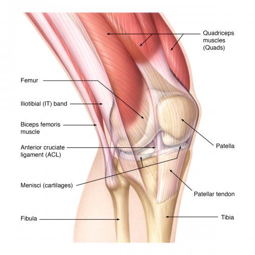 anatomy of knee joint 1