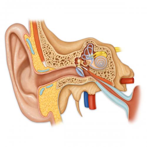 ear-with-semicircular-canals