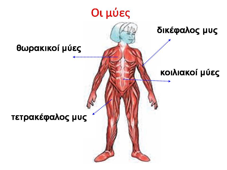 το ανθρώπινο σώμα. Μελέτη Δ τάξεις, εκαπιδευτικά λογισμικά, ασκήσεις on line για τη μελέτη Δ τάξης, Διαμαντής Χαράλαμπος