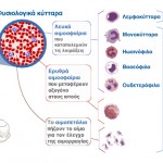 Κύτταρα του αίματος