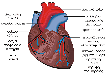 Καρδιά
