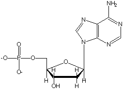 cytosine.gif (1427 bytes)