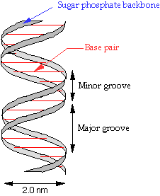 DNA double helix model