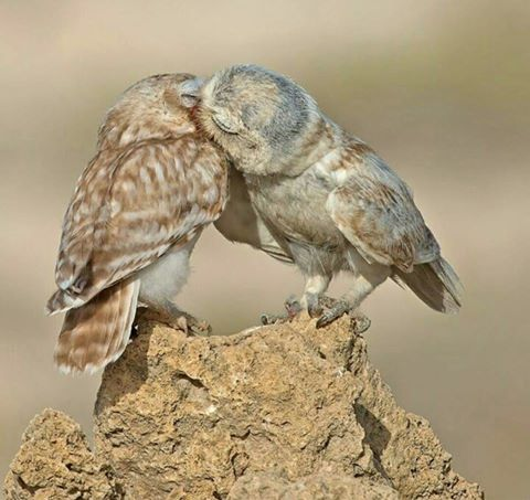 birds kiss