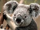 Koala.gif