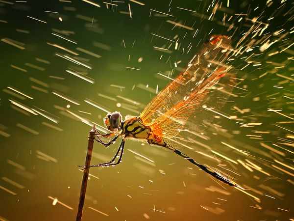 79644-dragonfly-rain-storm 45835 600x450