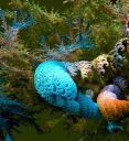 fract-coral-seaweed.jpg