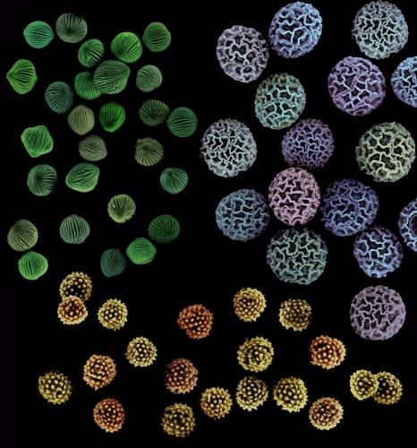 Three Species Pollen Grains