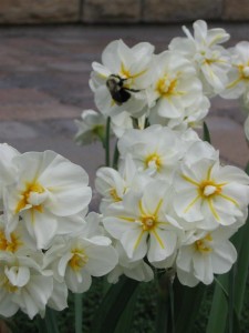 Narcissus_flowers_and_a_bumblebee 