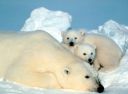 polar_bears_family.jpg