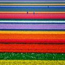 Tulip-Fields-in-Netherlands.jpg