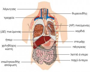 Anatomia Physiologia-25-1