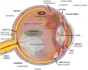 eye-anatomy