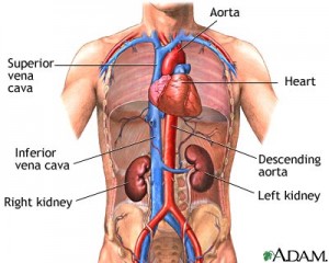 kidney