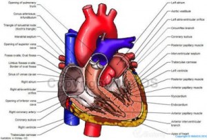 normal atlas-of-anatomy-of-the-human-heart medical512