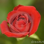 Rose, England's national flower