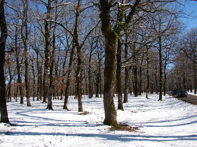 χιονισμένο δάσος Φολόης