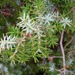 Juniperus oxycedrus sbsp. macrocarpa