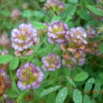 Trifolium grandiflorum