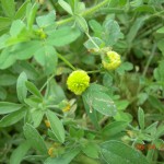 Trifolium campestre