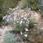 Convolvulus oleifolius