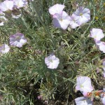 Convolvulus oleifolius