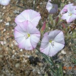 Convolvulus oleifolius