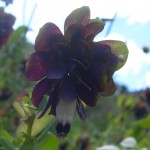 Cerinthe retorta