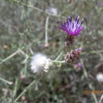 Centaurea attica