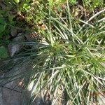 Scorzonera crocifolia