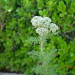 Achillea sp.