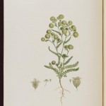 Vol. 03[1], t.243: Lagoecia Cuminoides