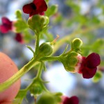 Scrophularia lucida