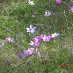 Anemone coronaria