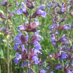 Salvia Officinalis