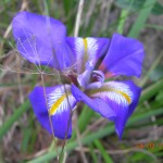 Iris unquigularis