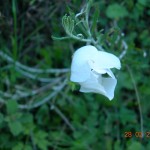 Anemone pavonina var.albina