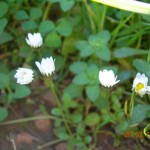 bellis annua?