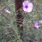 Convolvulus althaeoides