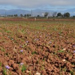 καλλιέργεια Crocus sativus στην Κοζάνη