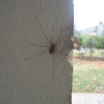 άλλη αράχνη