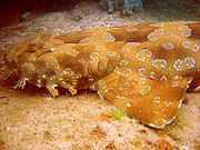 180px_wobbegong.jpg