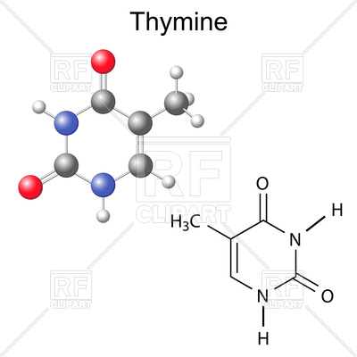 chemical-formula-and-model-of-thymine