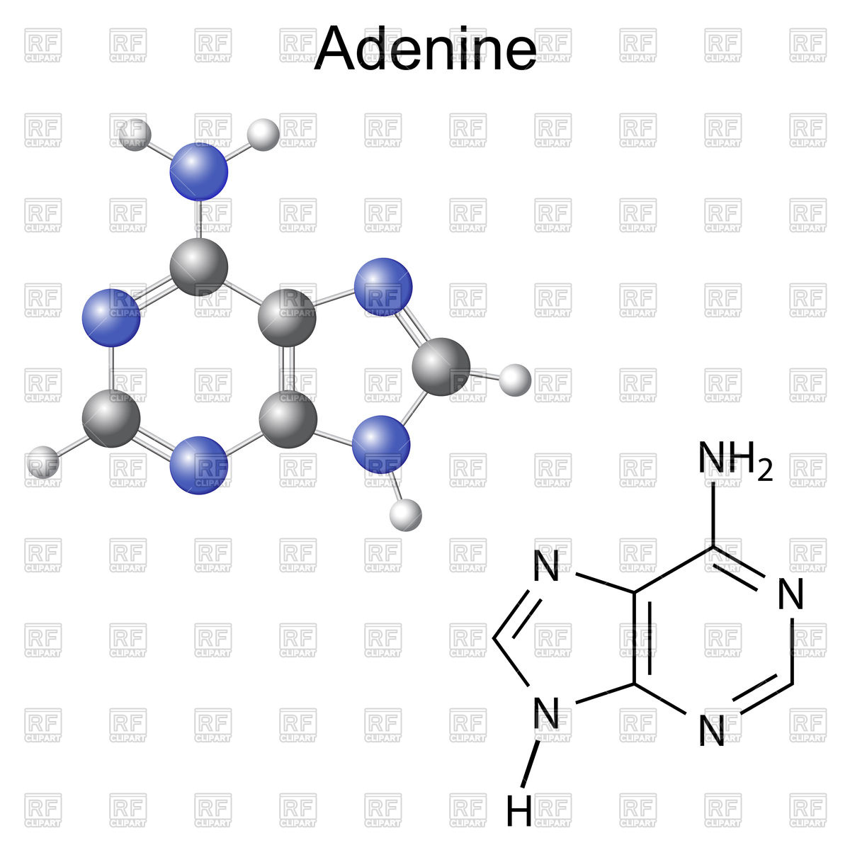 chemical-structural-formula-and-model-of-adenine