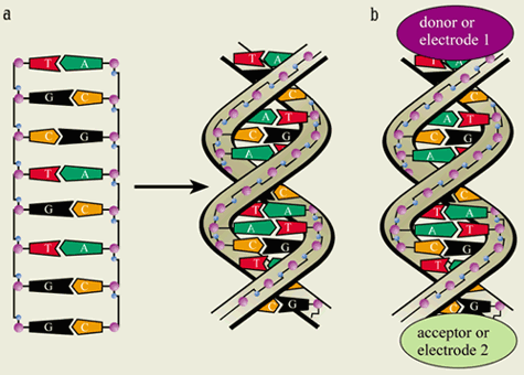 dna-nitrogen-base